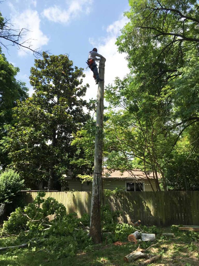 Alex doing a tall Sycamore removal 2