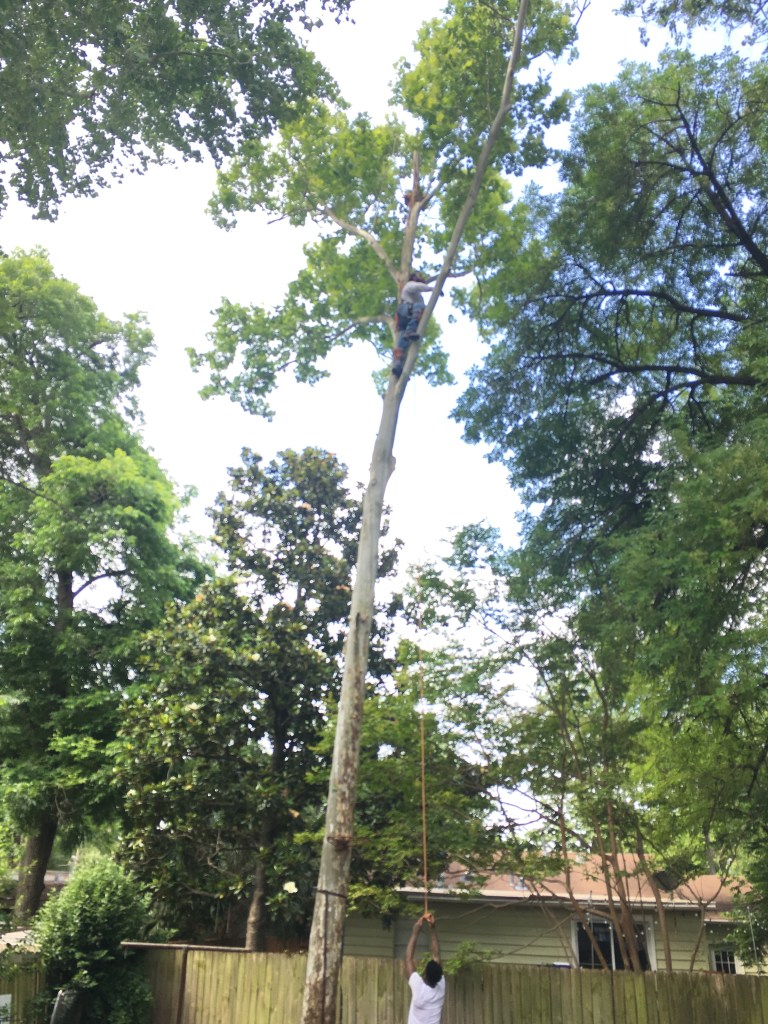 Alex doing a tall Sycamore removal 1